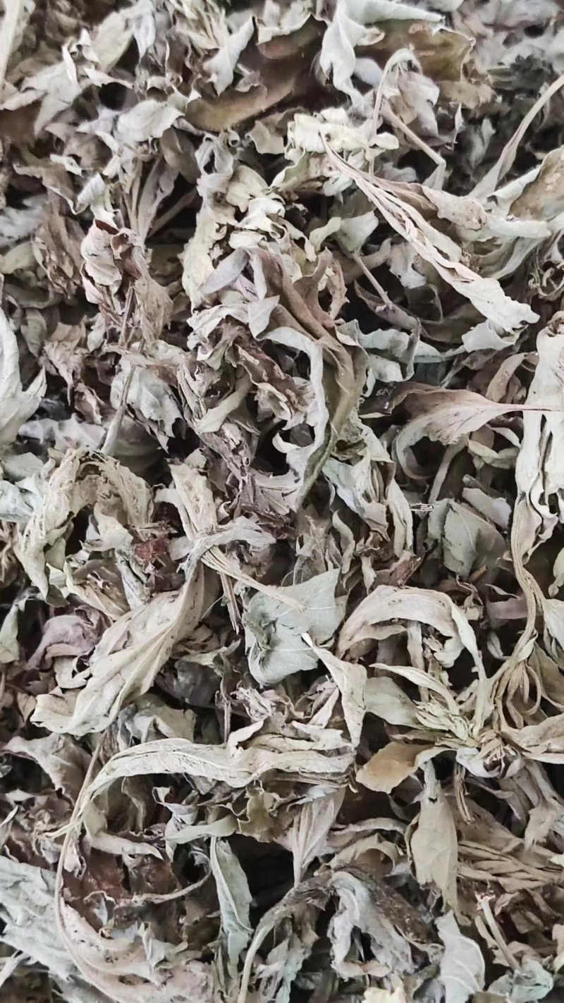 【推荐】干艾叶10斤一件代发
