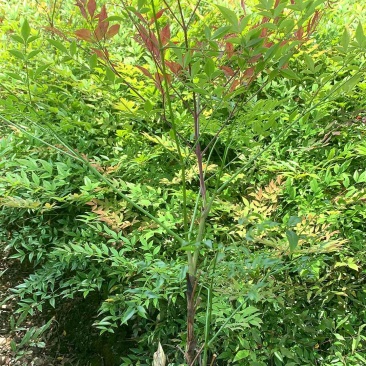 供应南天竹杯苗-园林景观工程苗-常绿灌木-成都苗木基地