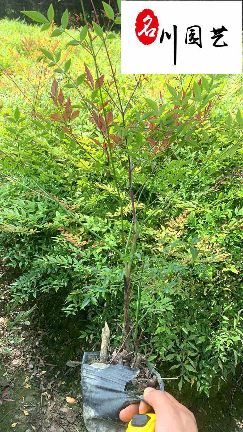 供应南天竹杯苗-园林景观工程苗-常绿灌木-成都苗木基地
