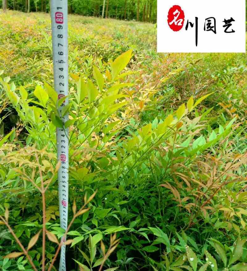 供应南天竹杯苗-园林景观工程苗-常绿灌木-成都苗木基地