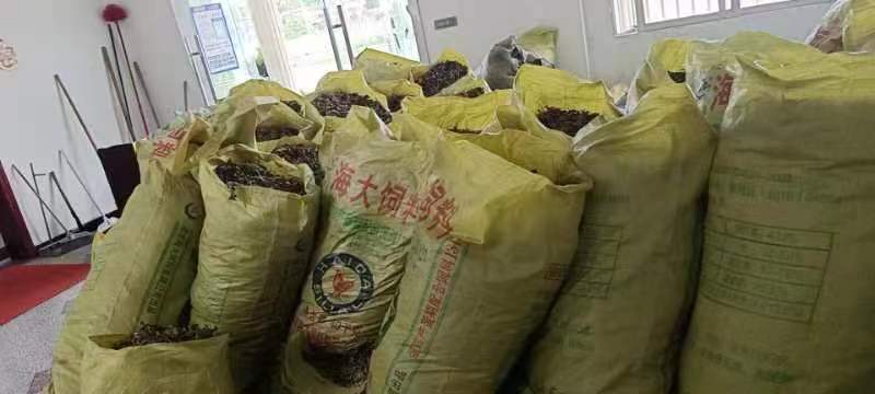 蕲艾干货，通货种类齐全