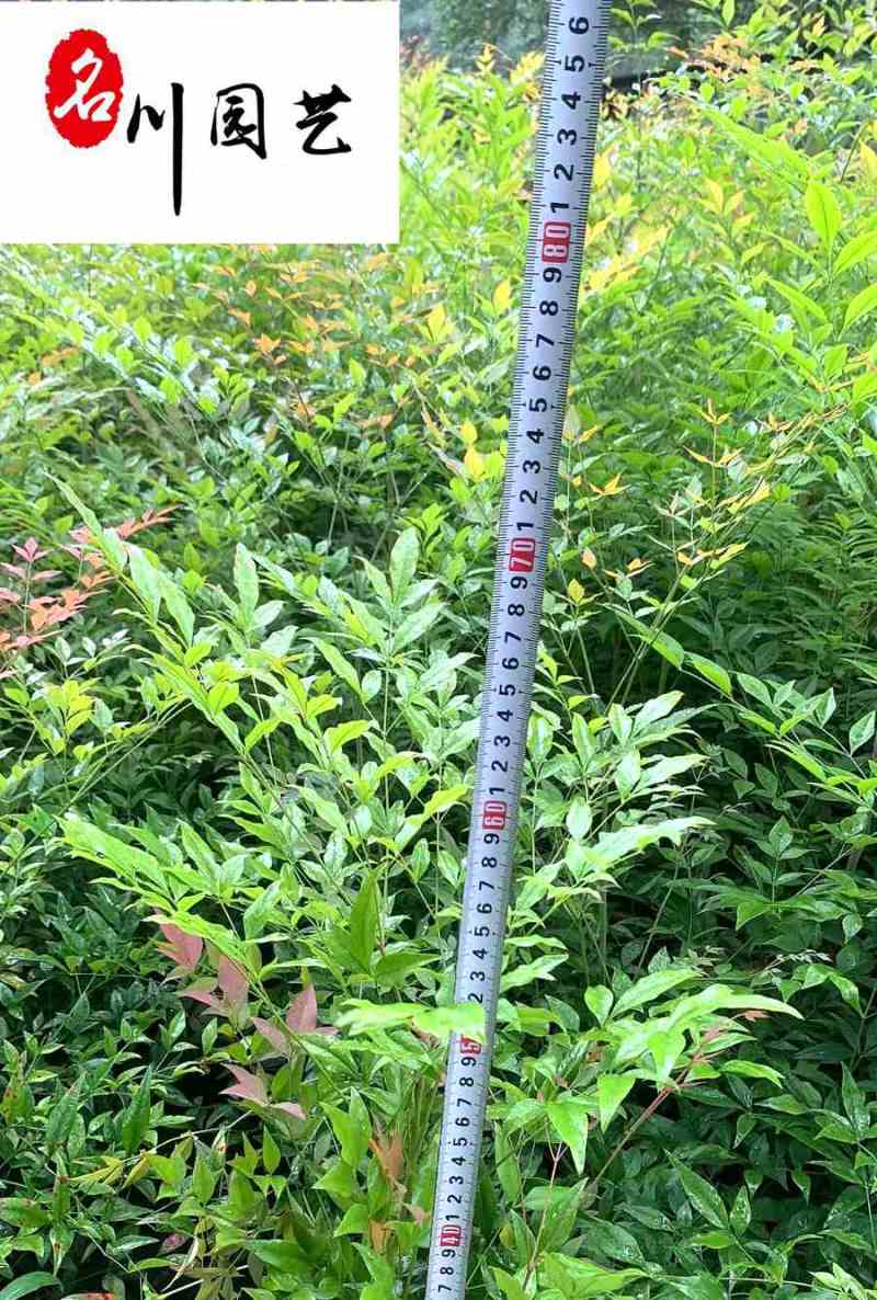 供应南天竹杯苗-园林景观工程苗-常绿灌木-成都苗木基地