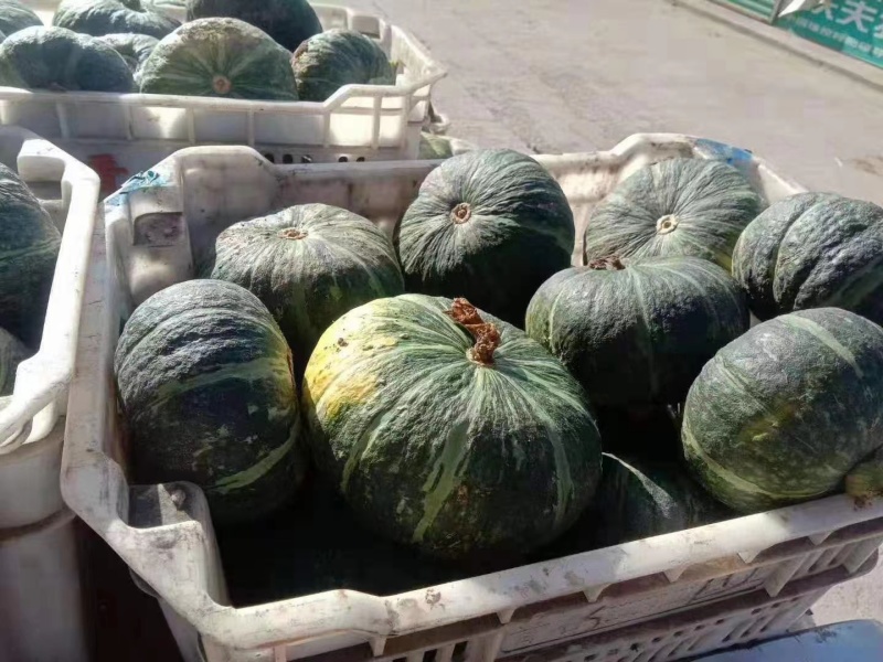 山西板栗南瓜大量上市，量大从优，品质保障，全国发货