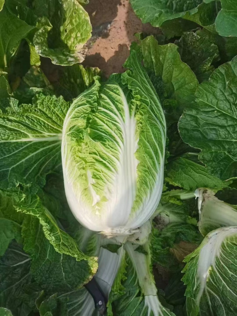 吉林黄心菜，可走市场，可酸菜厂，无虫道全国批发量大从优