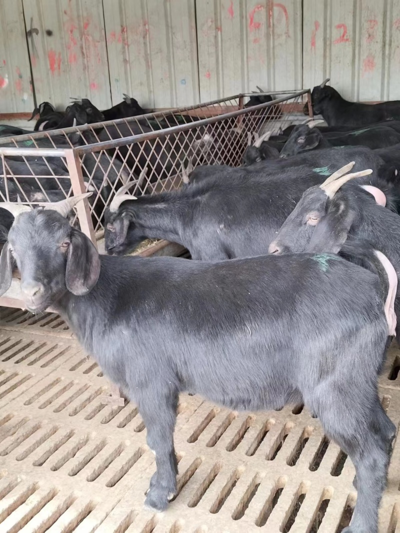 肉羊努比亚黑羊努比亚怀孕母羊羔羊对接养殖户包回收送铡草机