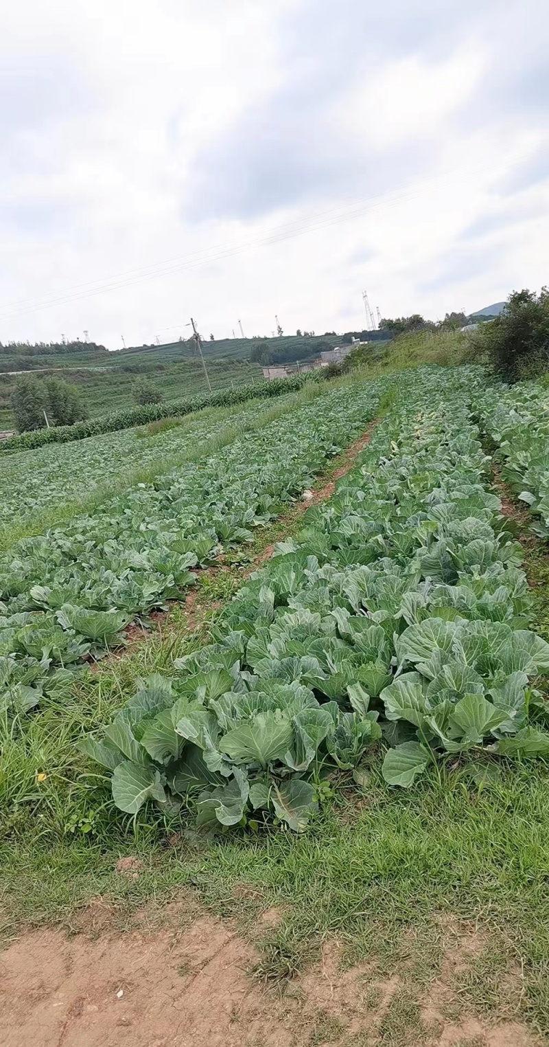 包尖白菜，产地贵州毕节，大量供应，一手货源，量大从优