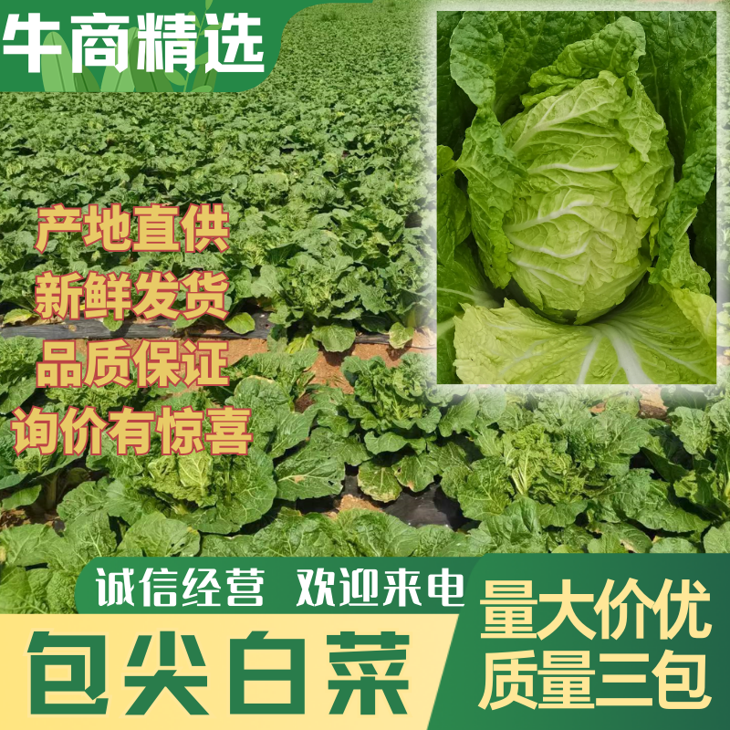 包尖白菜，产地贵州毕节，大量供应，一手货源，量大从优