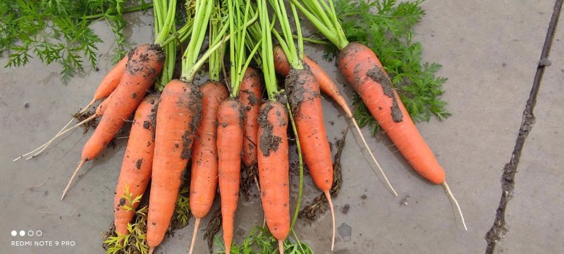 精品胡萝卜大量上市诚信经营一手货源价格实惠欢迎来电