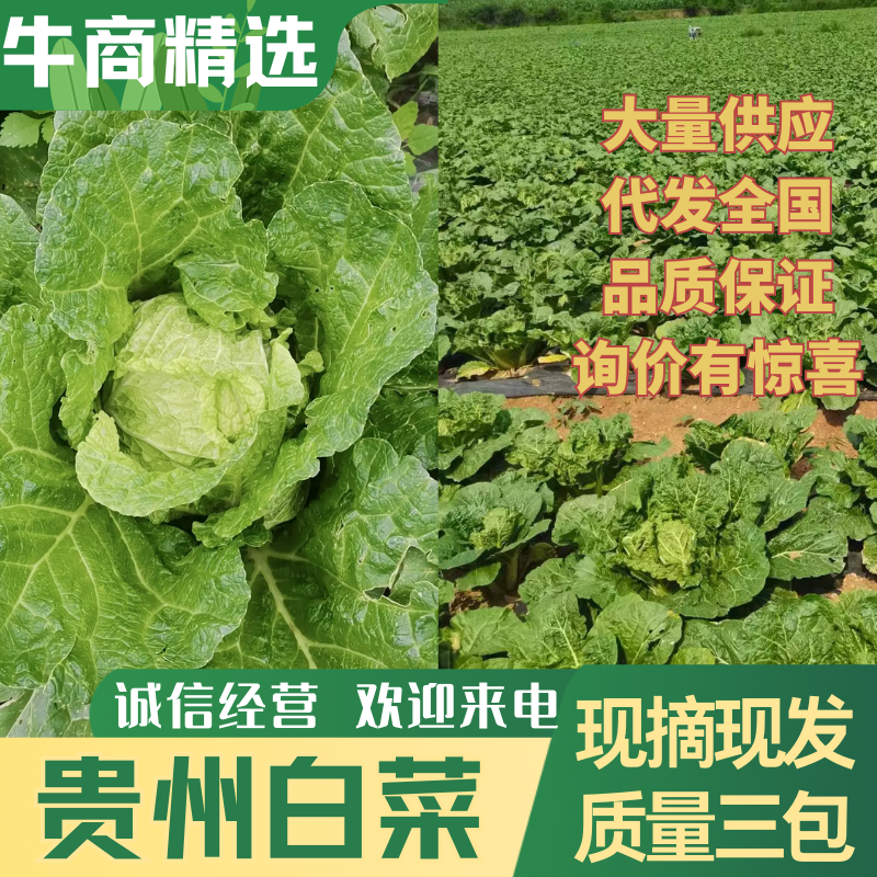 优质包头白菜，黄心白菜，产地直供，对接电商市场商超等