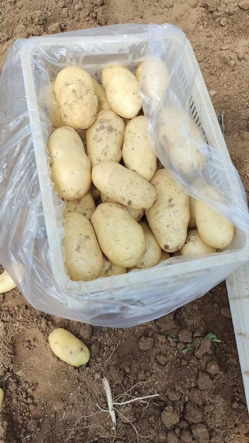 精品优质土豆大量上市品质保证诚信经营一手货源欢迎采购