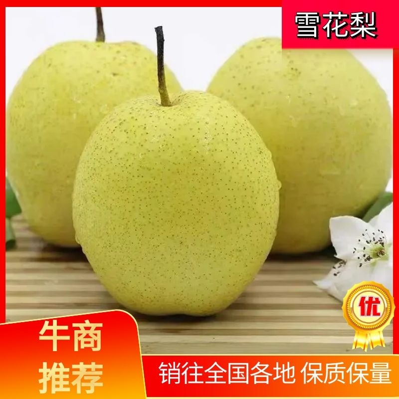 精品梨/河北雪花梨，冷库供应大量现货，规格齐全对接额各大市场