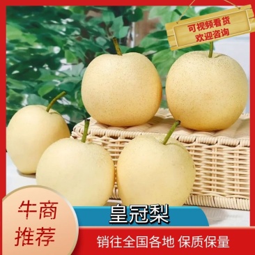 精品梨/河北皇冠梨，脆甜多汁核小无渣，全国供应大量供应