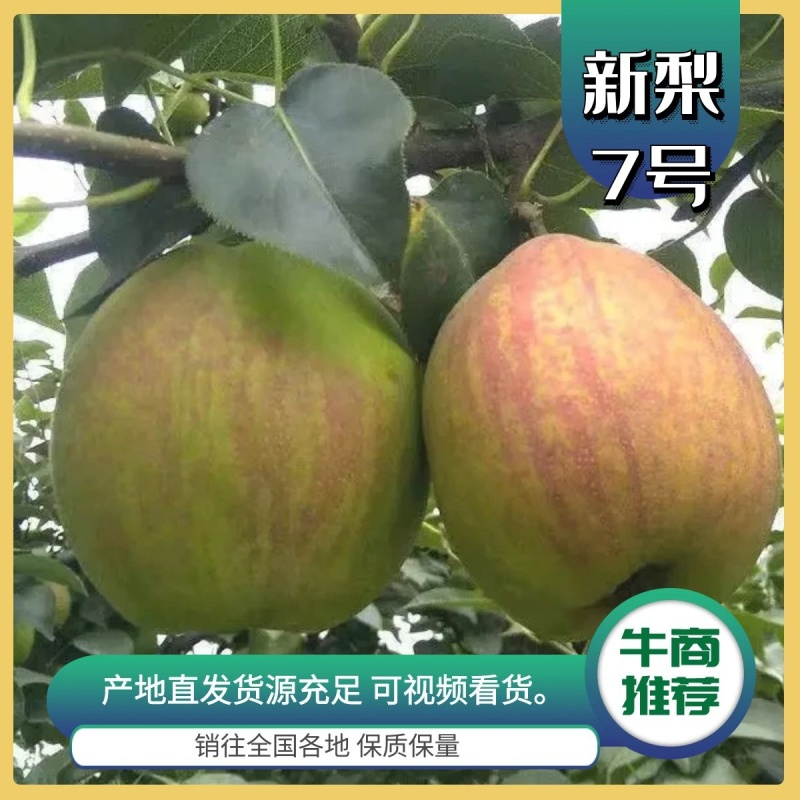 河北梨/新梨七号/精品梨产地直供，品质保证量大从优欢迎咨询