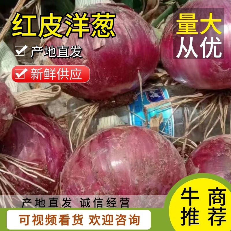 山西洋葱二红洋葱红皮洋葱大量上市质量保证