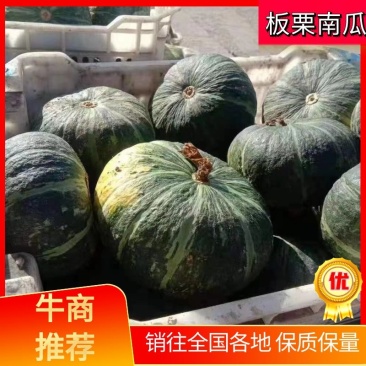 山西板栗南瓜大量上市，量大从优，品质保障，全国发货