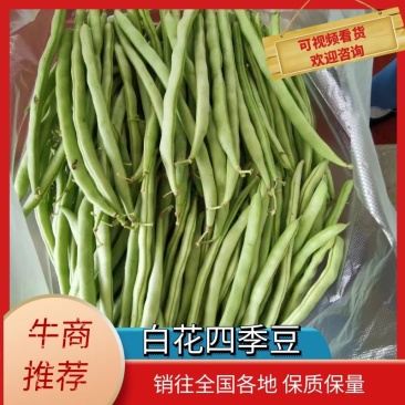 湖北四季豆长阳白花四季豆基地直发品质保证欢迎来电咨询订购