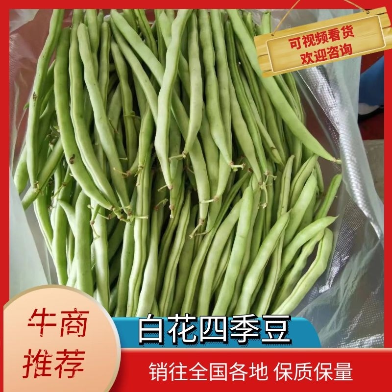 湖北四季豆长阳白花四季豆基地直发品质保证欢迎来电咨询订购