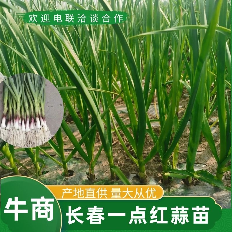 【基地直供】吉林蒜苗一点红蒜苗大量上市品质保障欢迎来电