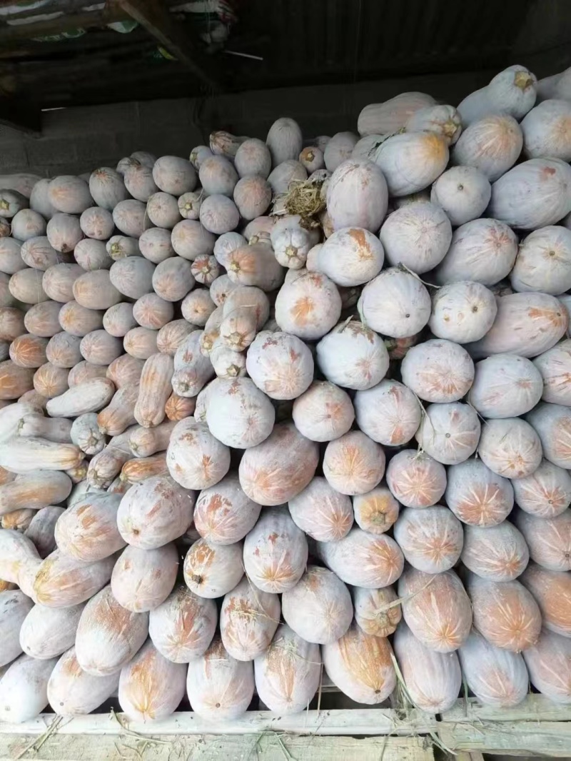 重庆密本南瓜规格品种多样，货源充足，价格公道，电联