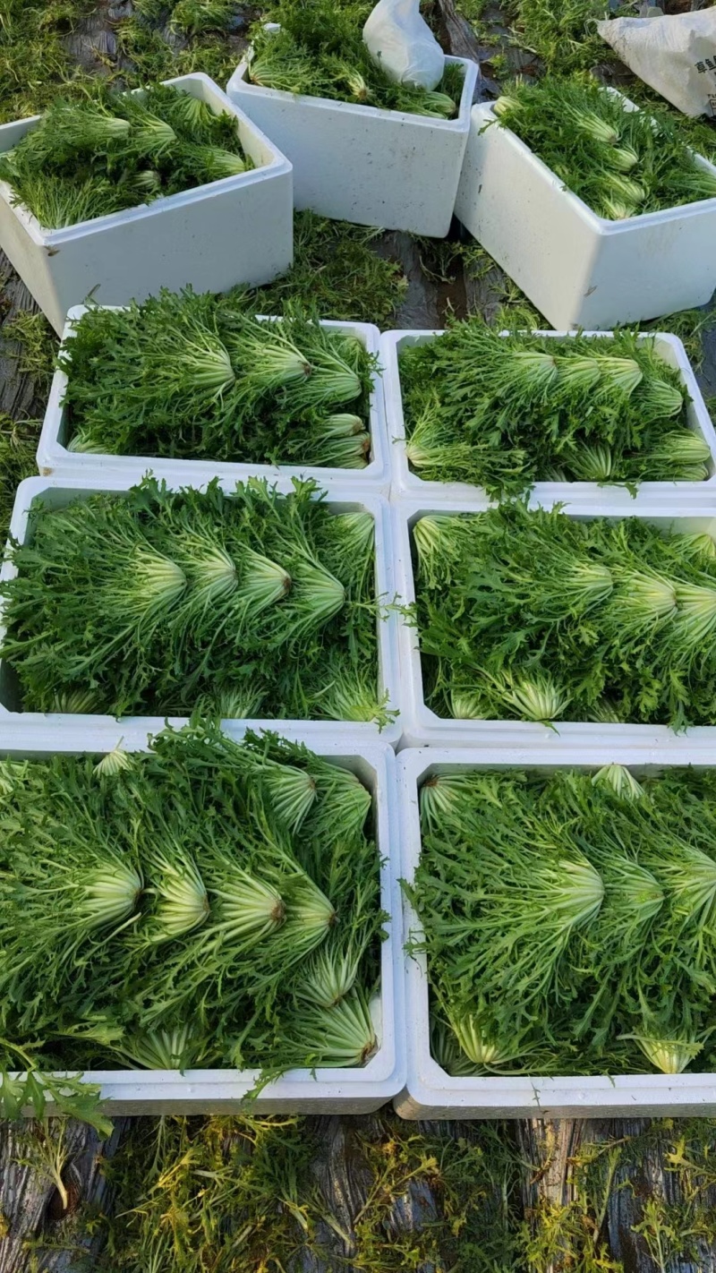 【苦菊】辽宁新民苦菊长期供货对接全国市场电商商超