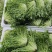 【苦菊】辽宁新民苦菊长期供货对接全国市场电商商超