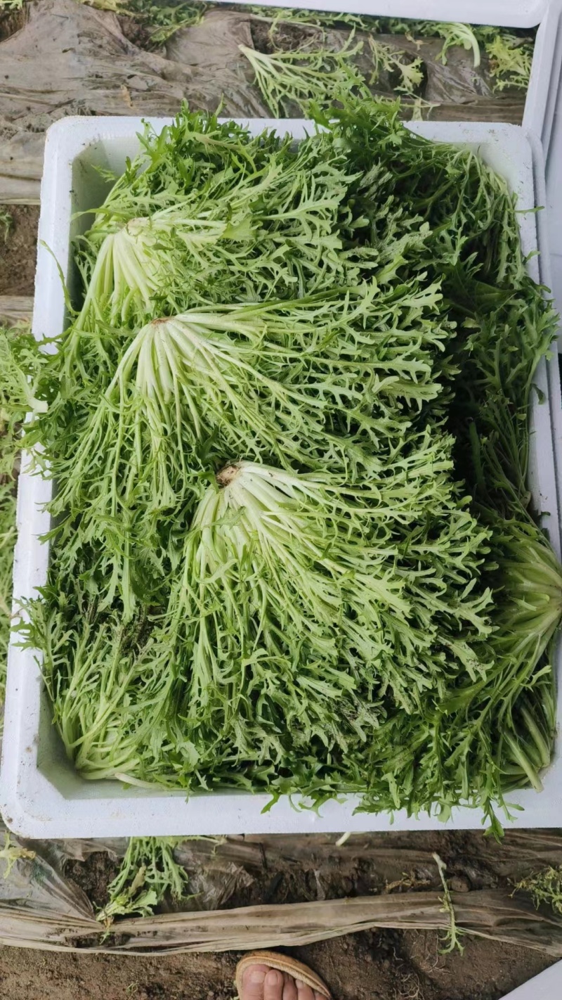 【苦菊】辽宁新民苦菊长期供货对接全国市场电商商超
