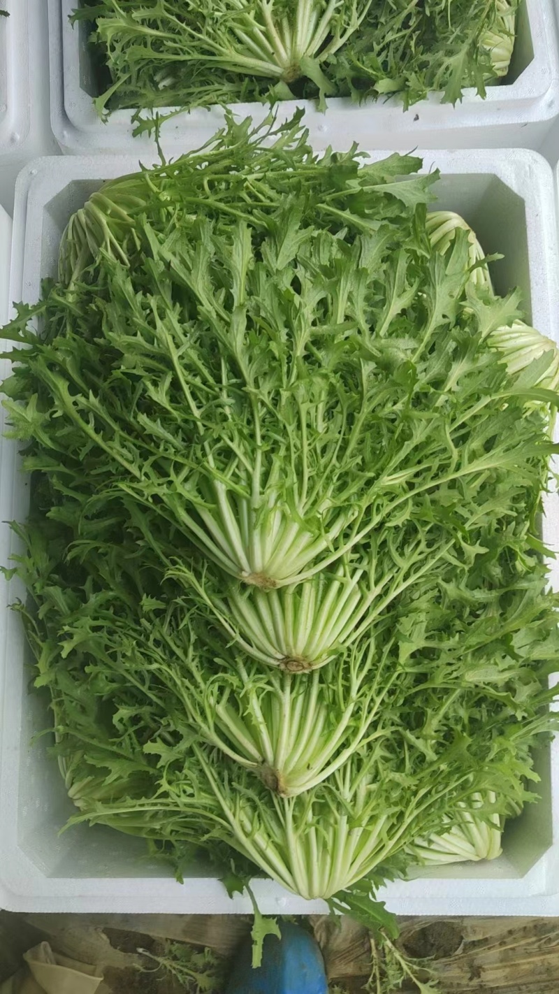 【辽宁苦菊】精品苦菊产地直发常年供应品质保证