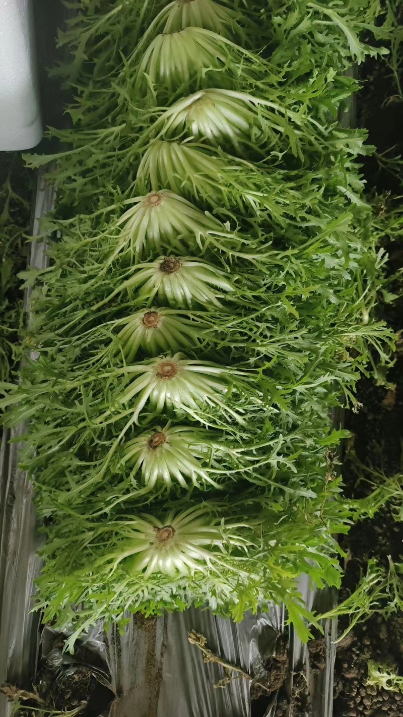 【辽宁苦菊】精品苦菊产地直发常年供应品质保证