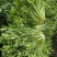 【辽宁苦菊】精品苦菊产地直发常年供应品质保证
