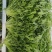 【辽宁苦菊】精品苦菊产地直发常年供应品质保证