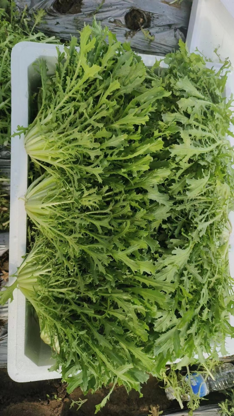 【辽宁苦菊】精品苦菊产地直发常年供应品质保证