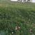 草坪种子绿化草种马尼拉护坡草种子草皮种子狗牙根百慕大