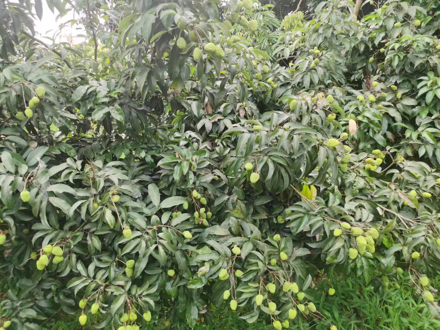 一串成熟的妃子笑荔枝挂在枝头,果皮呈红绿相间状态,部分果实已转红,果粒饱满圆润,表面有明显龟裂纹,背景为绿色树叶,阳光透过叶片形成自然光影 妃子笑荔枝果实特写