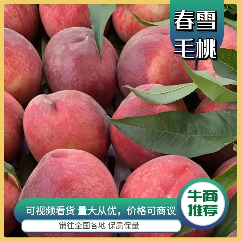 山西运城毛桃春美春雪春雪蜜突围个大色亮口感好，可视频看货