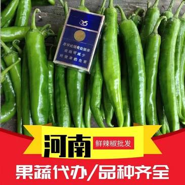 河南商丘精品尖椒青尖椒产地尖椒供应电商商超市场