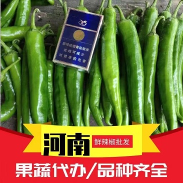 河南商丘精品尖椒青尖椒产地尖椒供应电商商超市场