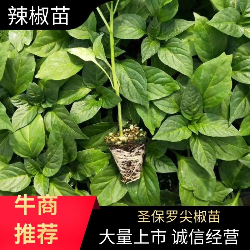辣椒苗牛角羊角尖椒苗黄绿皮辣椒螺丝椒苗