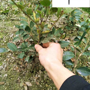 供应优质茶梅杯苗地苗-园林工程绿化灌木-四川郫县产地报价