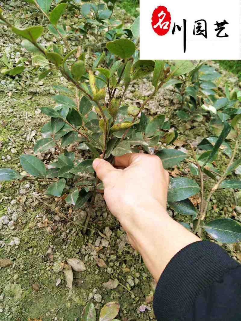 供应优质茶梅杯苗地苗-园林工程绿化灌木-四川郫县产地报价