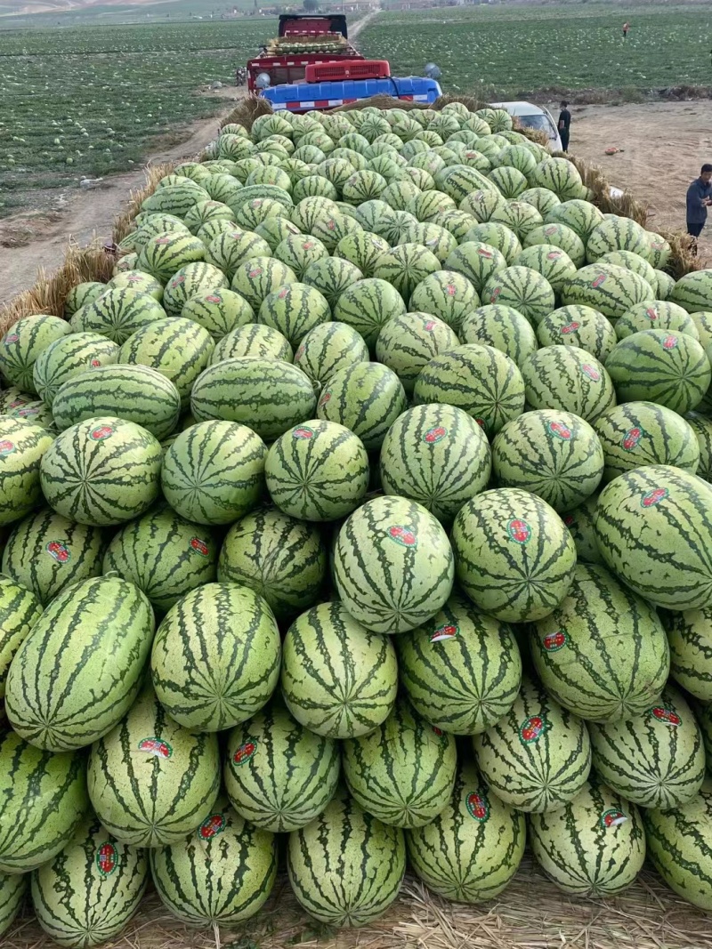 【力荐】硒砂瓜金花1号金城5号货源充足产地直发