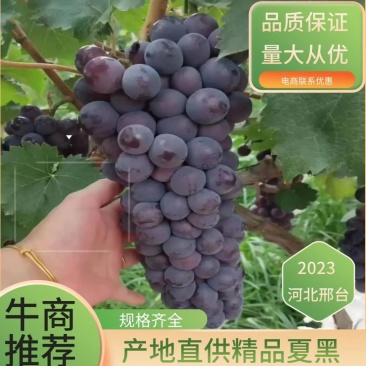 【河北夏黑葡萄基地】河北夏黑葡萄大量供应，货源充足，糖度