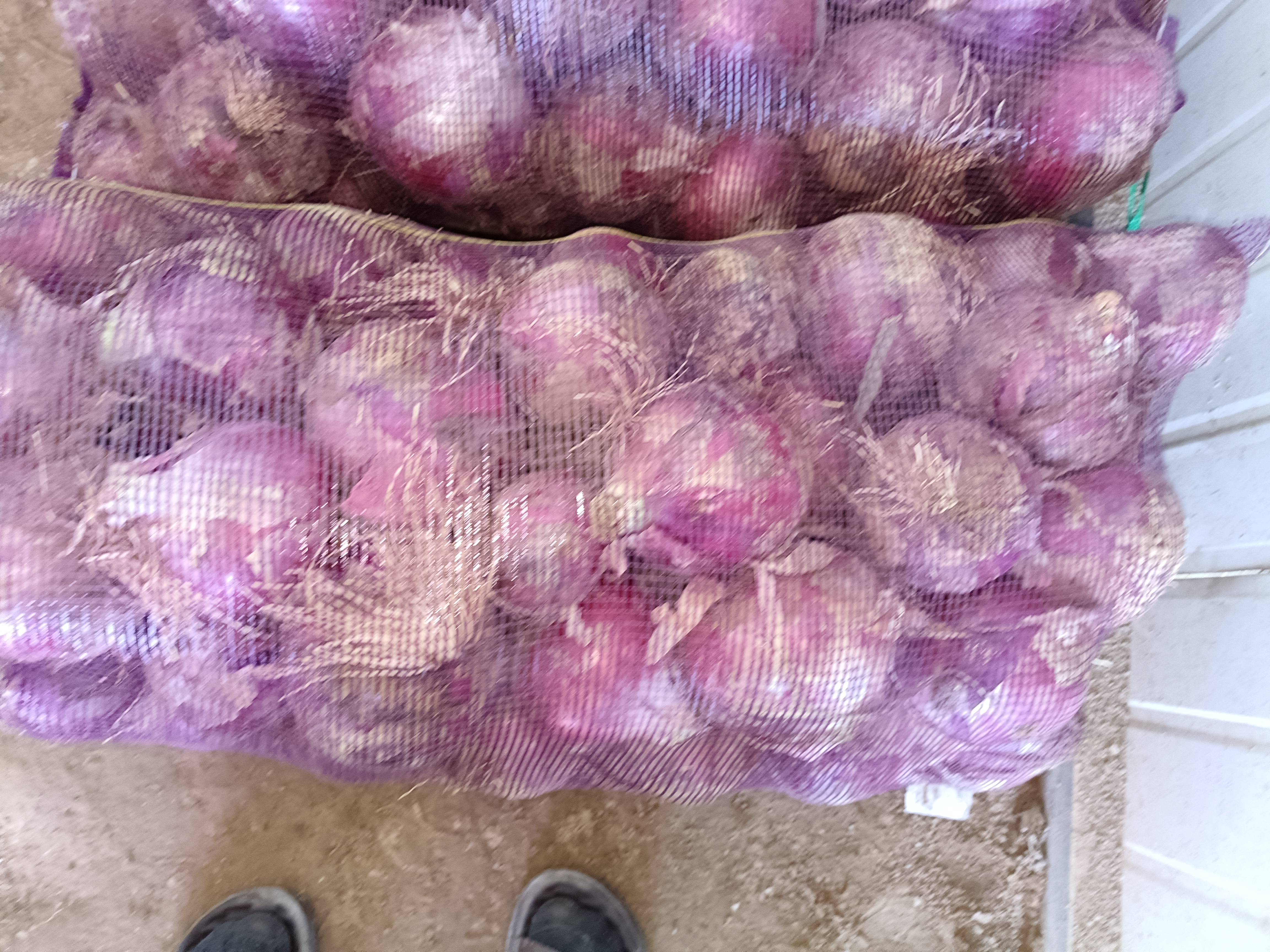 图中展示在显微镜下观察到的红墨水染色后的洋葱表皮细胞,细胞壁染成红色,细胞质颜色较浅 显微镜下的红墨水染色细胞