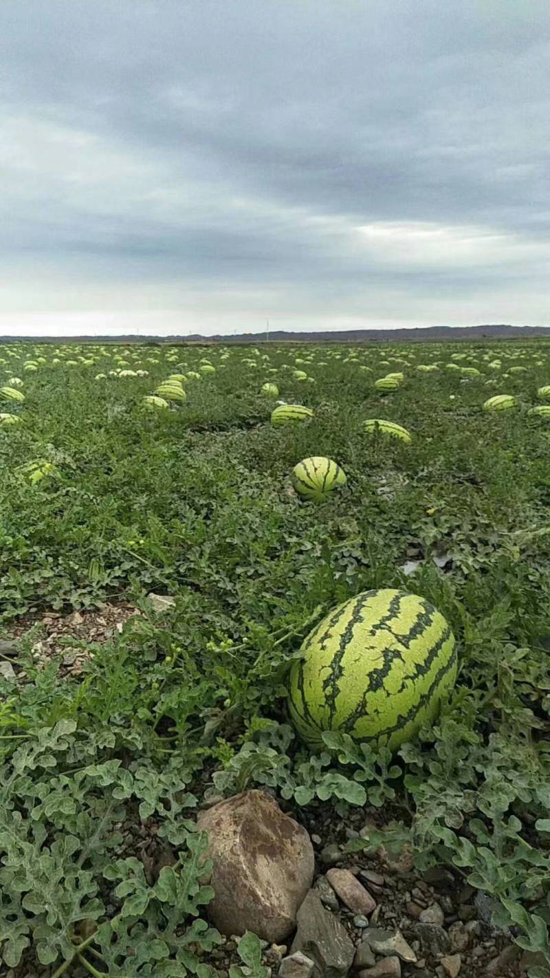 【力荐】硒砂瓜金花1号金城5号货源充足产地直发