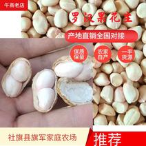 308罗汉花生手剥种子米纯度96%以上和手捡种果一手货源