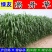 高丹草种子牧草种籽杂交王草苏丹草种籽喂鱼兔鸭鹅猪牛羊草籽