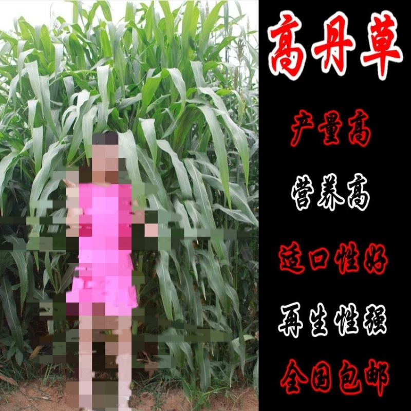 高丹草种子牧草种籽杂交王草苏丹草种籽喂鱼兔鸭鹅猪牛羊草籽