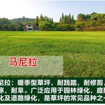 进口草坪种子免修剪四季青草籽护坡固土马尼拉草皮黑麦草冬