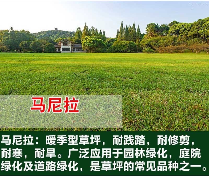 进口草坪种子免修剪四季青草籽护坡固土马尼拉草皮黑麦草冬