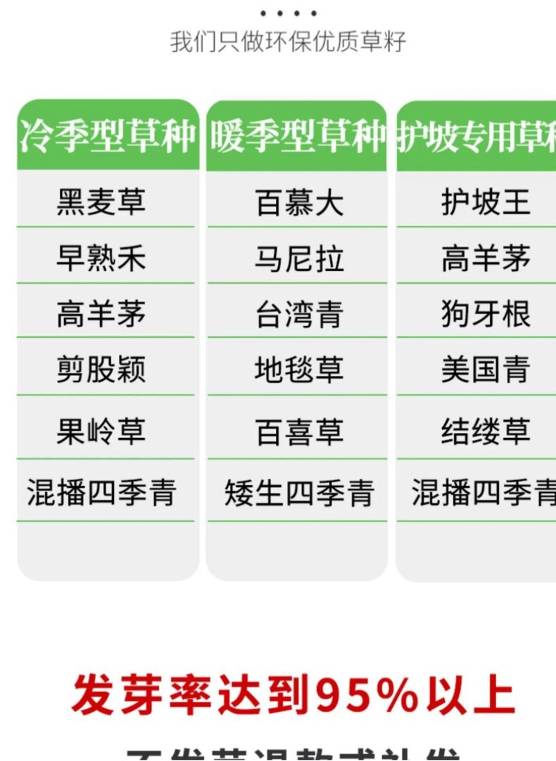 进口草坪种子免修剪四季青草籽护坡固土马尼拉草皮黑麦草冬