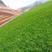 护坡四季青草种高羊茅草坪种子发芽率98%耐寒